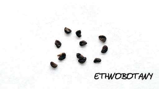 Solandra grandiflora — изображение 2