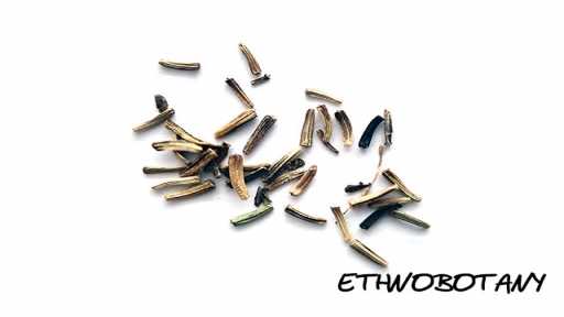 Saussurea involucrata — изображение 2