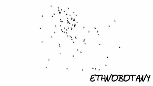 Piper auritum — изображение 2