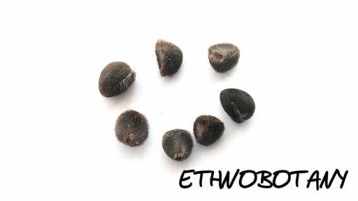 Ipomoea pes-caprae — изображение 2