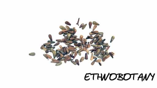 Valeriana officinalis — изображение 2