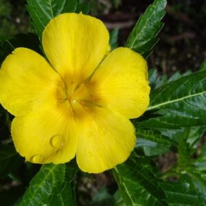 Turnera ulmifolia