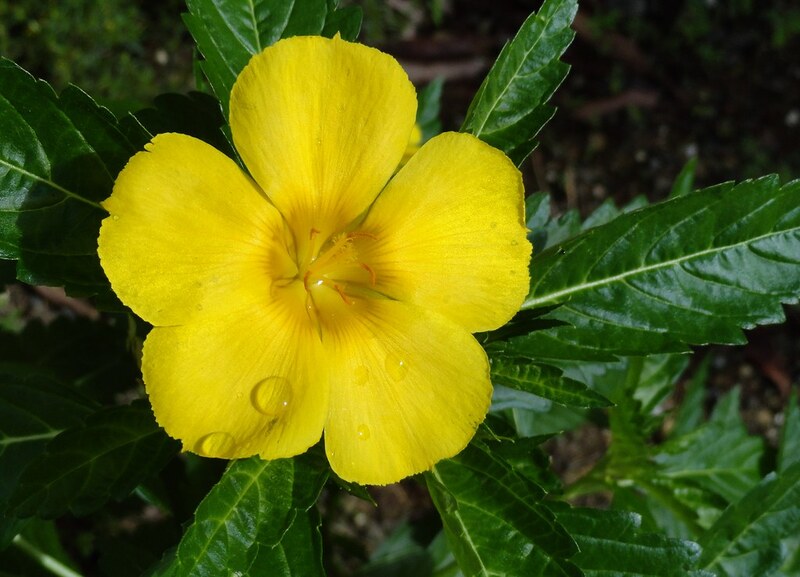 Turnera ulmifolia
