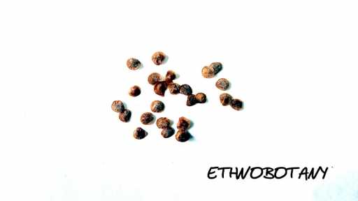 Solanum atropurpureum — изображение 2