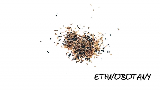 Ledum palustre — изображение 2