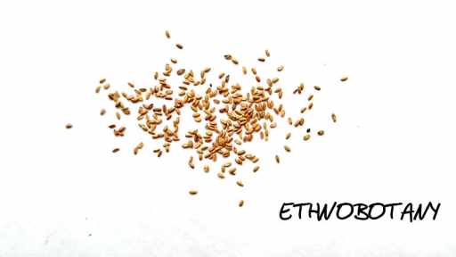 Lippia dulcis — изображение 2