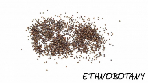 Nicotiana attenuata — изображение 2