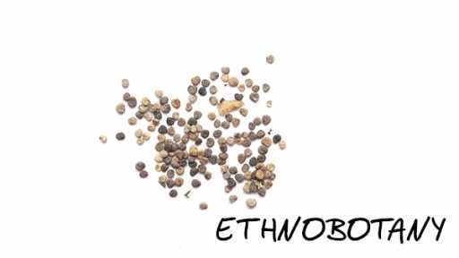 Hyoscyamus niger var. pallidus — изображение 2