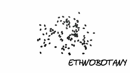 Ocimum gratissimum — изображение 2