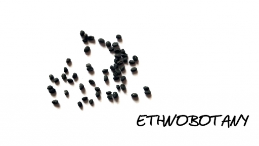 Scutellaria baicalensis — изображение 2