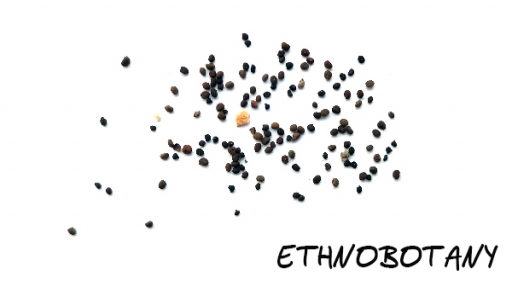 Scutellaria barbata — изображение 2