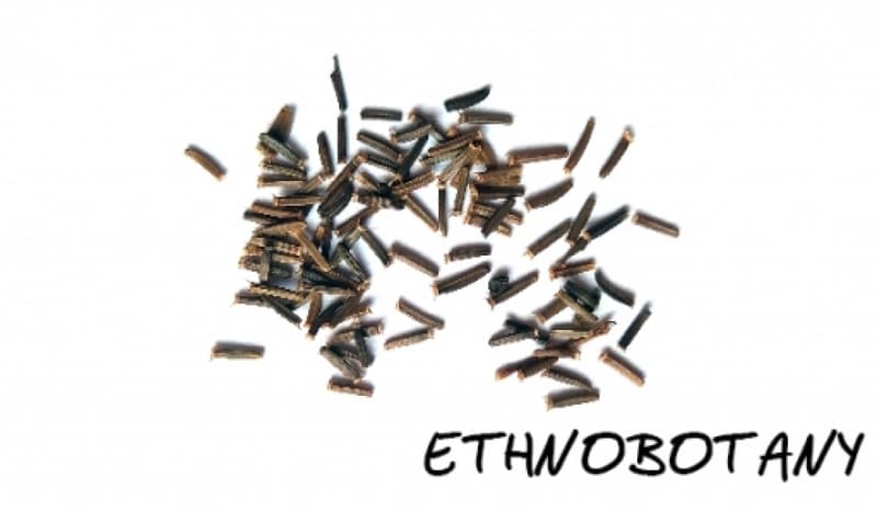 Inula helenium — изображение 2