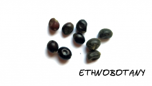 Paeonia anomala — изображение 2