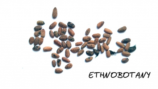 Sambucus nigra — изображение 2