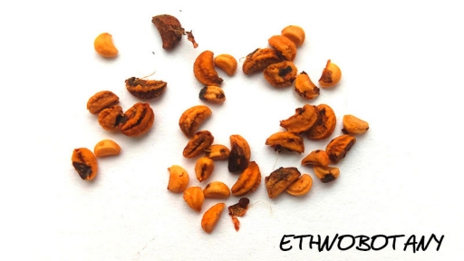 Psychotria brachypoda — изображение 2