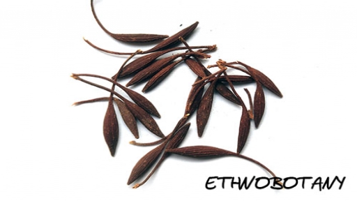 Uncaria guianensis — изображение 2