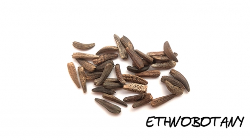 Saussurea costus — изображение 2