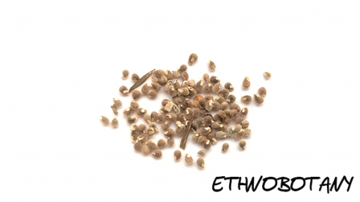 Polygala tenuifolia — изображение 2