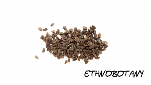 Leonorus artemisia — изображение 2