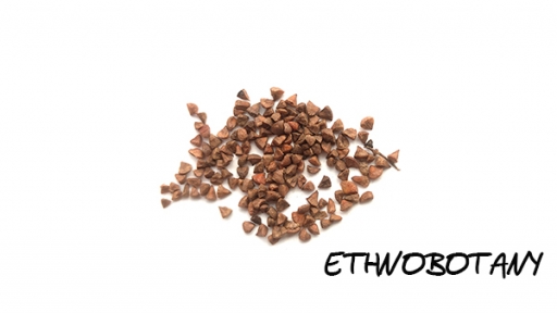 Lawsonia inermis — изображение 2