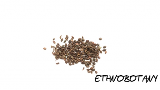 Salvia miltiorrhiza — изображение 2