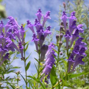 Scutellaria baicalensis