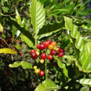 Psychotria carthaginensis