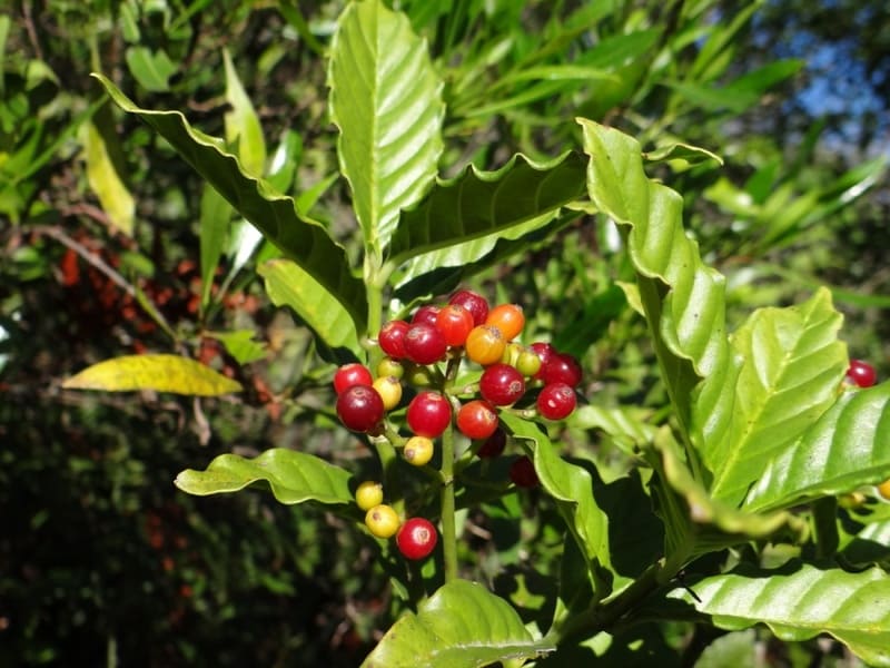 Psychotria carthaginensis