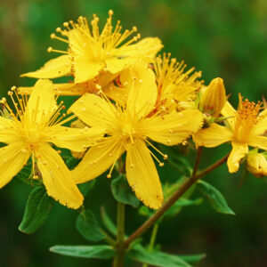 Hypericum perforatum