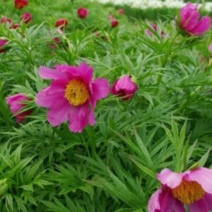 Paeonia anomala