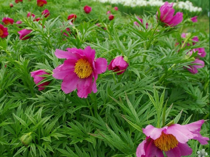 Paeonia anomala