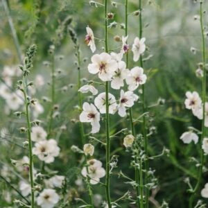 Verbascum blattaria