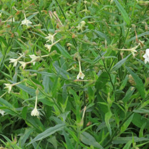 Nicotiana quadrivalvis
