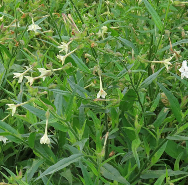 Nicotiana quadrivalvis