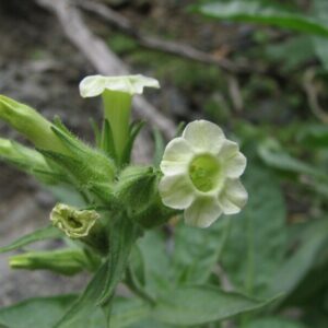 Nicotiana trigonophylla