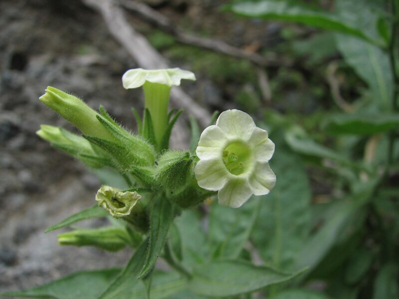 Nicotiana trigonophylla