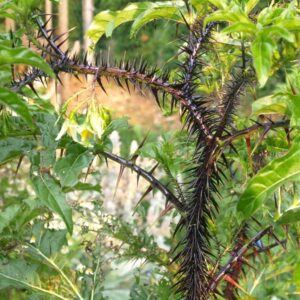 Solanum atropurpureum