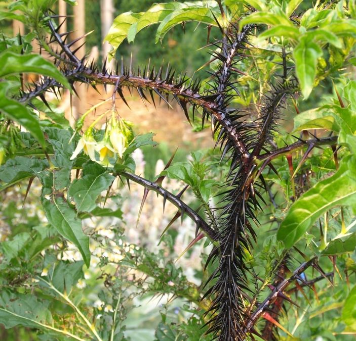 Solanum atropurpureum