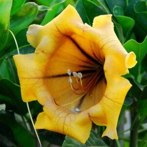 Solandra grandiflora