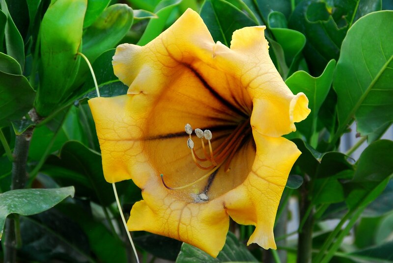Solandra grandiflora