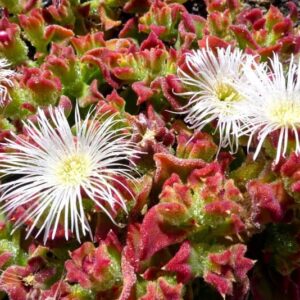 Mesembryanthemum crystallinum