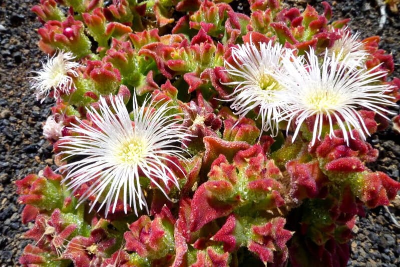 Mesembryanthemum crystallinum