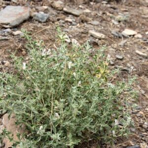 Lagochilus inebrians