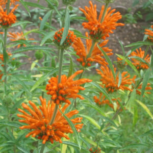 Leonotis leonorus