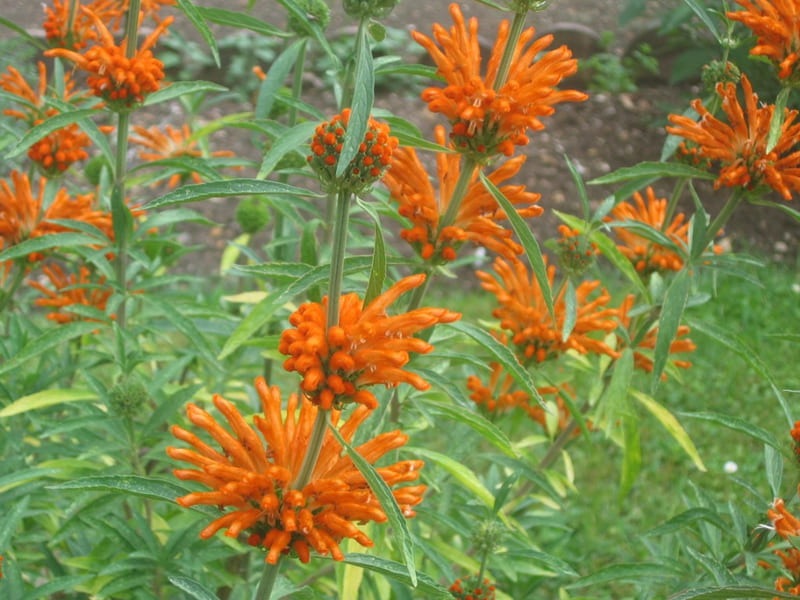 Leonotis leonorus