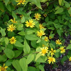 Leptocarpha rivularis