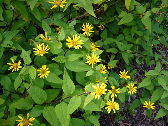 Leptocarpha rivularis