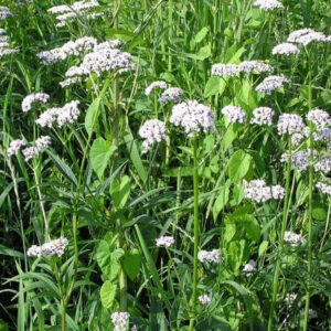 Valeriana officinalis