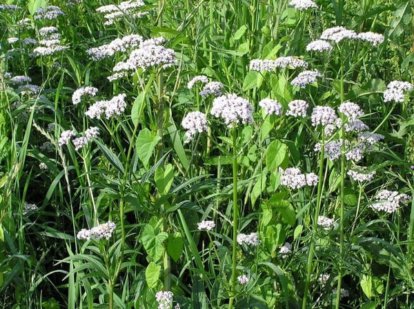 Valeriana officinalis