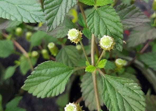 Lippia dulcis